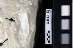 Foto (Detailansicht) von Lecythocaris sp. (NHMW-GEO-1990-0041-0154)